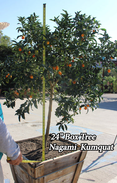 kumquat tree 24